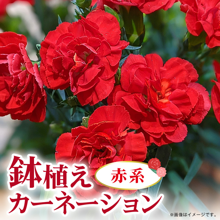 カーネーション 赤系 母の日への贈り物 プレゼント ギフト カーネーション 花 アレンジ 鉢植え 5号 鉢 国産 花鉢 鉢花 フラワーアレンジメント 母の日ギフト フラワーギフト お祝い 母の日 A07-006