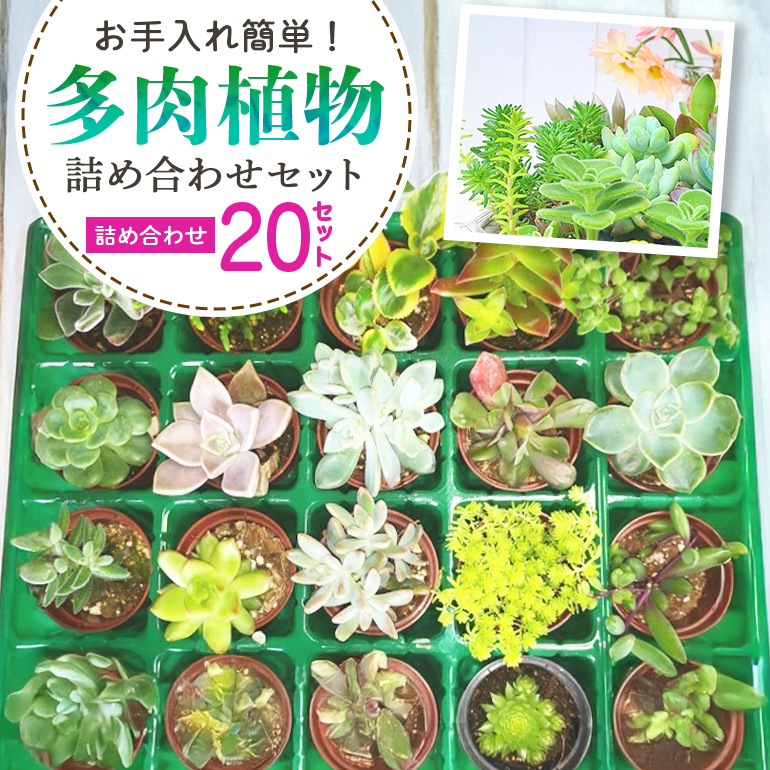 多肉植物 6cm アソート 20セット 詰め合わせ 多肉植物 観葉植物 インテリア 寄せ植え 誕生日プレゼント オシャレ 多肉 観葉 おまかせ セット 植物 苗 種類 色々 ランダム 農園直送 栽培 ガーデニング 寄せ植え用 多肉専科 A07-003
