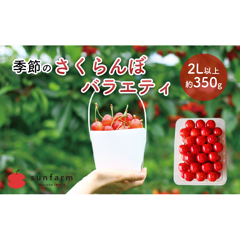 盛岡市 サンファーム 季節のさくらんぼ バラエティ 2L以上 約350g※品種はお選びいただけません 果物類 フルーツ チェリー 
