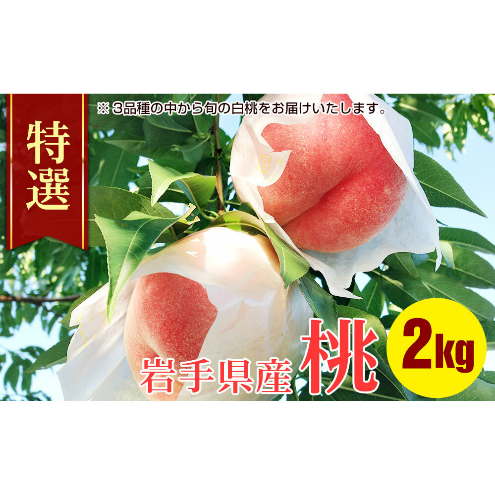 特選 白桃 2kg 約5~8玉 ふじむら農園 桃 もも モモ 果物 くだもの フルーツ 旬の果物 旬のフルーツ ギフト 贈り物 プレゼント 岩手 岩手県 盛岡市