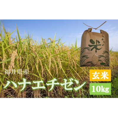 令和7年産　ハナエチゼン(玄米)　10kg【1463308】
