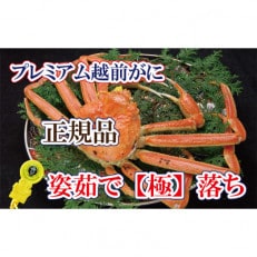 桐箱入り!越前の宝【極】落ち プレミアム越前がに × 1杯 ≪生≫【12・1月発送分】【配送不可地域:離島・北海道・沖縄・四国・九州】【1334222】