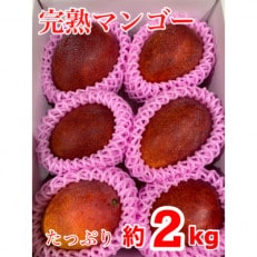 【2023年7月下旬以降順次発送】奄美完熟マンゴー 化粧箱約2kg(4~6玉入り)農家直送♪【配送不可地域:離島】【1401388】