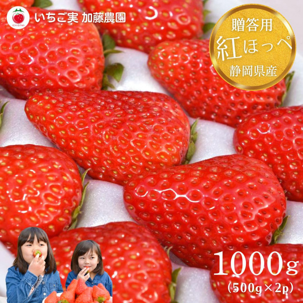 【2026年出荷の先行予約】【贈答用】 静岡県産いちご 紅ほっぺ 500g×2パック(1パック12~15粒)【配送不可:北海道・沖縄・離島】 冷蔵配送 苺 フルーツ◇