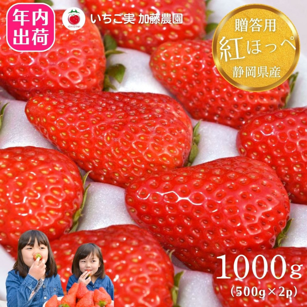 【先行予約受付中】【年内お届け!!贈答用】 静岡県産いちご 紅ほっぺ 500g×2パック(1パック12~15粒) 冷蔵配送【配送不可:北海道・沖縄・離島】 苺 フルーツ◇