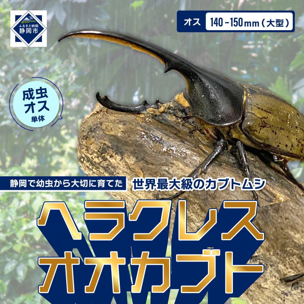 ヘラクレスオオカブト大型オス（140-150mm）【配送不可：北海道・沖縄・離島（一部除く】