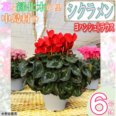 【先行予約】シクラメン6号鉢(ヨハンシュトラウス) 水野谷園芸【配送不可地域:離島・沖縄】【1494354】