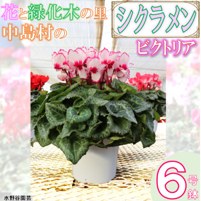 【先行予約】シクラメン6号鉢(ビクトリア) 水野谷園芸【配送不可地域:離島・沖縄】【1494356】