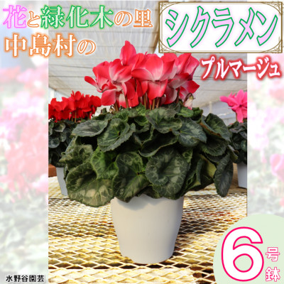 【先行予約】シクラメン6号鉢(プルマージュ) 水野谷園芸【配送不可地域:離島・沖縄】【1494358】