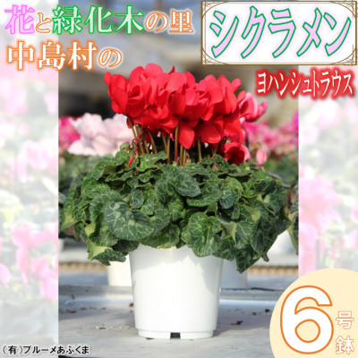 【先行予約】シクラメン6号鉢(ヨハンシュトラウス) ブルーメあぶくま【配送不可地域:離島・沖縄】【1494361】