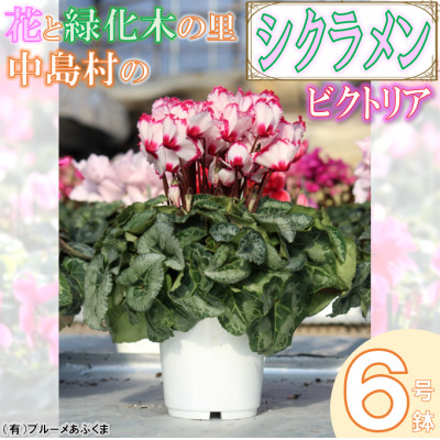 【先行予約】シクラメン6号鉢(ビクトリア) ブルーメあぶくま【配送不可地域:離島・沖縄】【1494362】