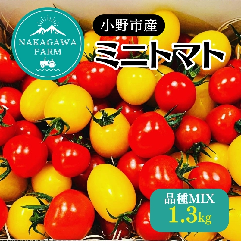 ミニトマト 品種 MIX 1.3kg[ トマト 有機質肥料 ] 野菜 食材 国産 国産野菜 緑黄色野菜 サラダ 付け合わせ 