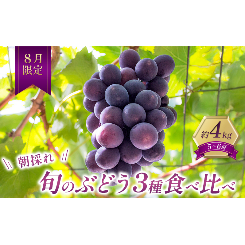8月限定|採れたて旬のぶどう 食べ比べ 約4kg(4~5房)セット 詰合せ 産地直送 フルーツ  兵庫県 加西市