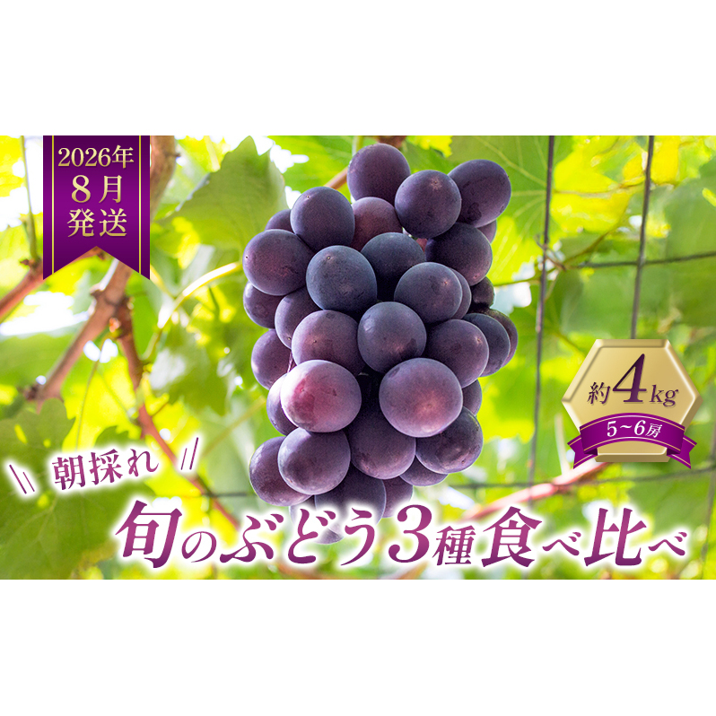 8月限定｜採れたて旬のぶどう 食べ比べ 約4kg（5～6房）セット 詰合せ 産地直送 フルーツ  兵庫県 加西市