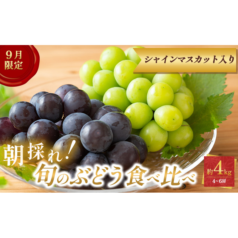 9月限定|採れたて旬のぶどう 食べ比べ 約4kg(4~5房)シャインマスカット入り セット 詰め合わせ 産地直送 フルーツ 兵庫県 加西市