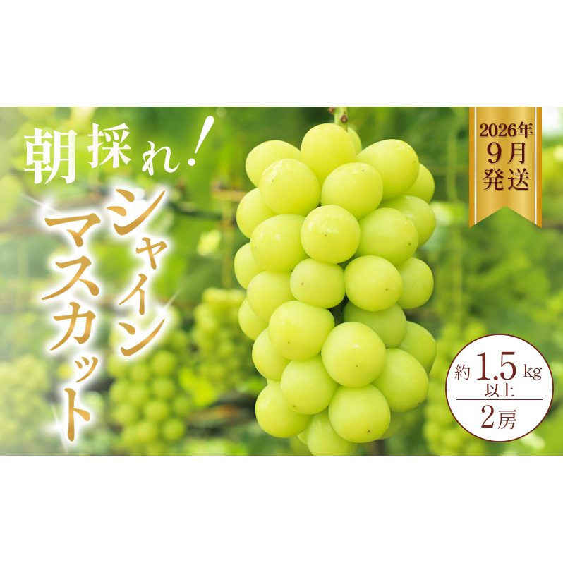 シャインマスカット 約1.5kg以上（2房）朝採れ ぶどう セット 詰め合わせ 産地直送 フルーツ 兵庫県 加西市
