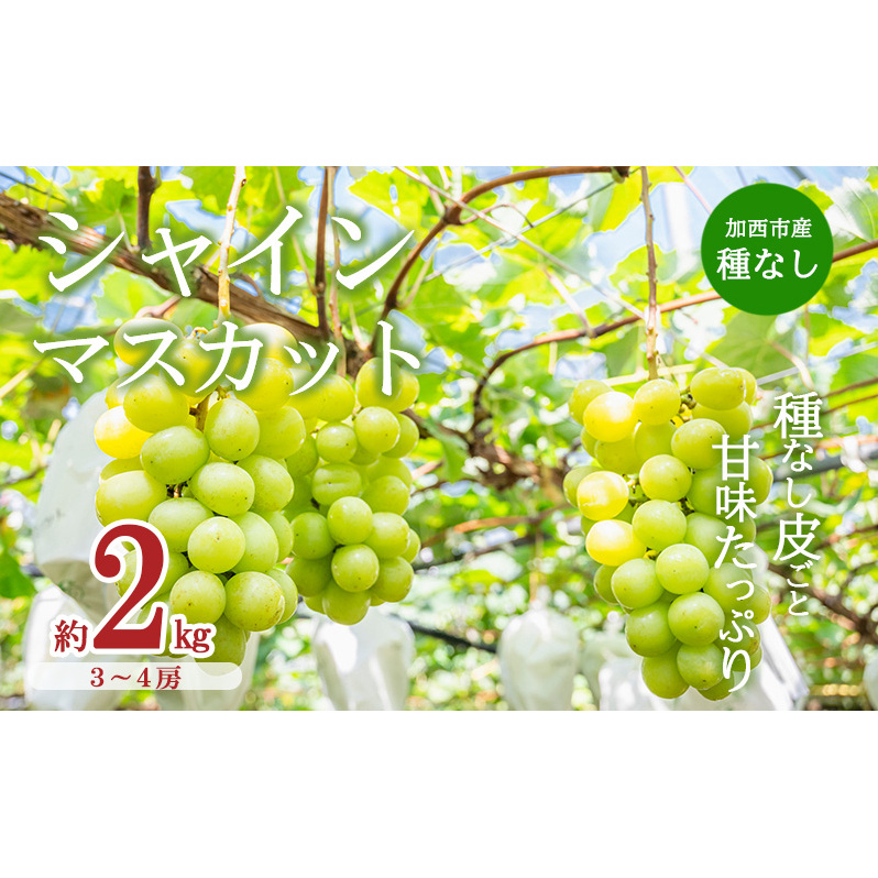 【令和8年産】シャインマスカット 3~4房 セット 約2kg ぶどう 種無し 皮ごと 兵庫県産 大粒 農家直送 果物 果物類 フルーツ デザート ブドウ 詰め合わせ 甘い 粒 糖度
