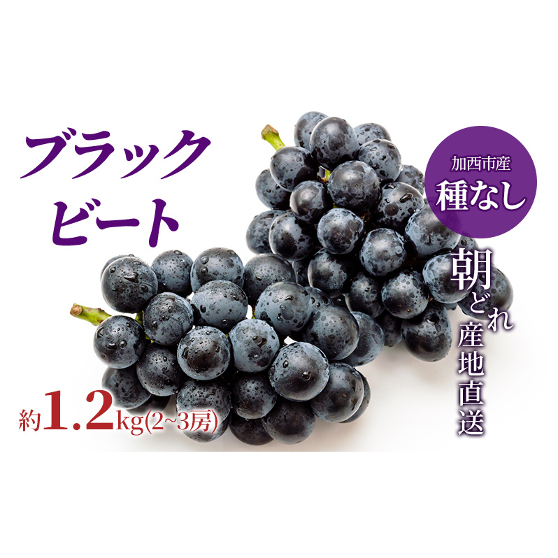 【令和8年産】ブラックビート 2~3房 セット  ぶどう 種無し 皮ごと 兵庫県産 大粒 農家直送 果物 果物類 フルーツ デザート ブドウ 詰め合わせ 甘い 粒 糖度 巨峰