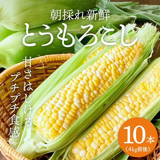とうもろこし 朝どり 10本 4kg 前後 2025年 兵庫県産 よしよし畑 とうもろこし 朝どり 10本 4kg 前後 2025年 兵庫県産 よしよし畑