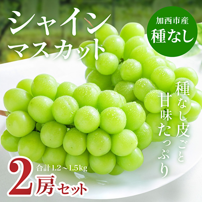 【令和8年産】シャインマスカット 2房 セット 約1.2~1.5kg ぶどう 葡萄 ブドウ マスカット 種なし 高級ぶどう フルーツ 果物 くだもの 季節のフルーツ 旬のフルーツ