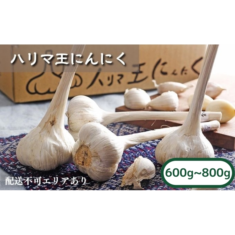 にんにく ハリマ王 600～800g 2025年度産 兵庫県産 野菜 ニンニク 個性派 独自栽培 国産 スタミナ おつまみ  