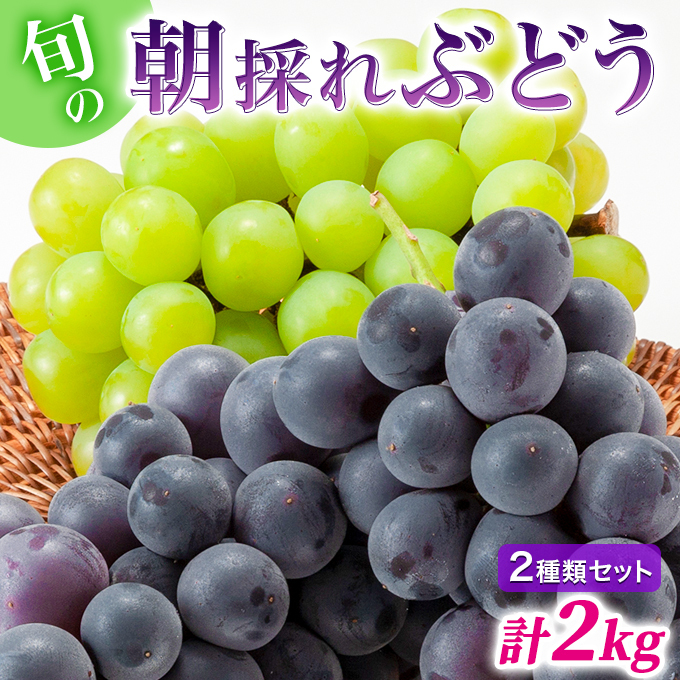 【令和8年産】ぶどう 2種類 セット 品種おまかせ 2kg 3~4房入 食べ比べ 旬 朝採れ 種無し 兵庫県産 農家直送  果物 果物類 フルーツ デザート ギフト 詰め合わせ  化粧箱入り 甘い