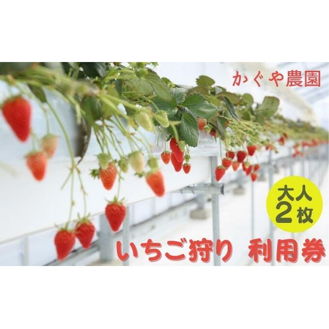 かぐや農園 いちご狩り 利用券 大人2枚《2024年12月10日~2025年5月31日ご利用可能》 体験チケット いちご狩り券 高設栽培 いちご食べ放題 フルーツ狩り お出かけ