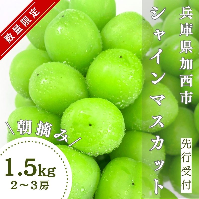 【数量限定】シャインマスカット 計 1.5kg 2~3房 ぶどう 葡萄
