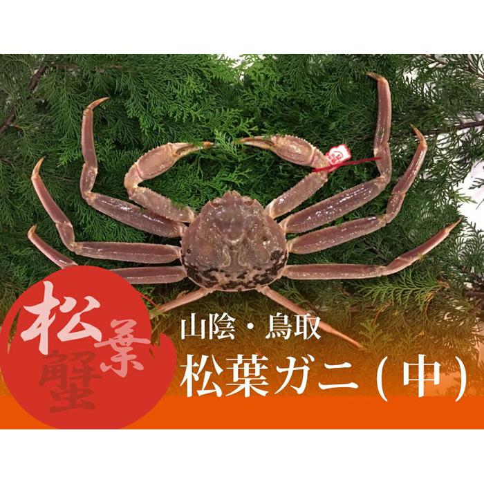 特選とっとり松葉ガニ (中)【山根商店】
