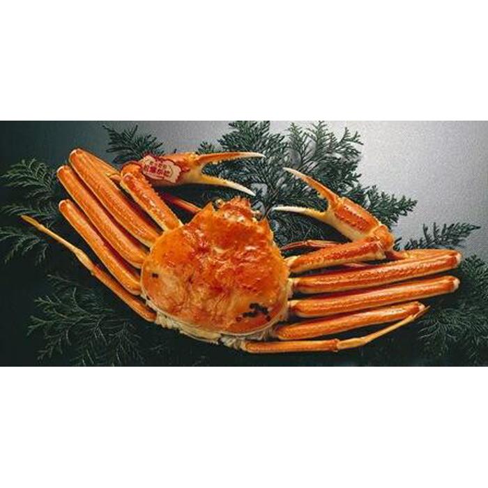 浜茹で特選とっとり松葉ガニ (大)【山根商店】