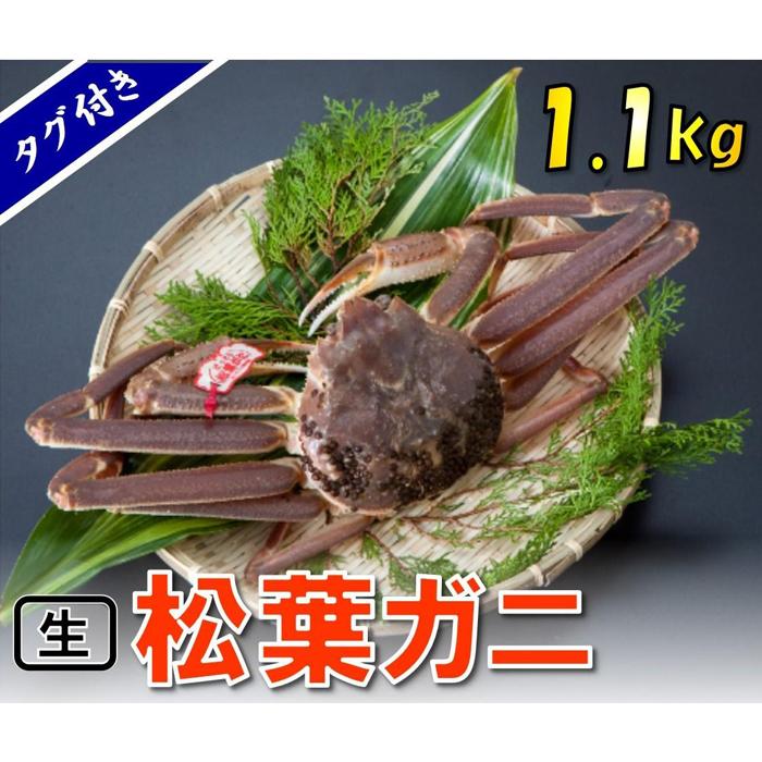 【魚倉】タグ付き生松葉ガニ (特特大1,100g)【到着日指定不可】