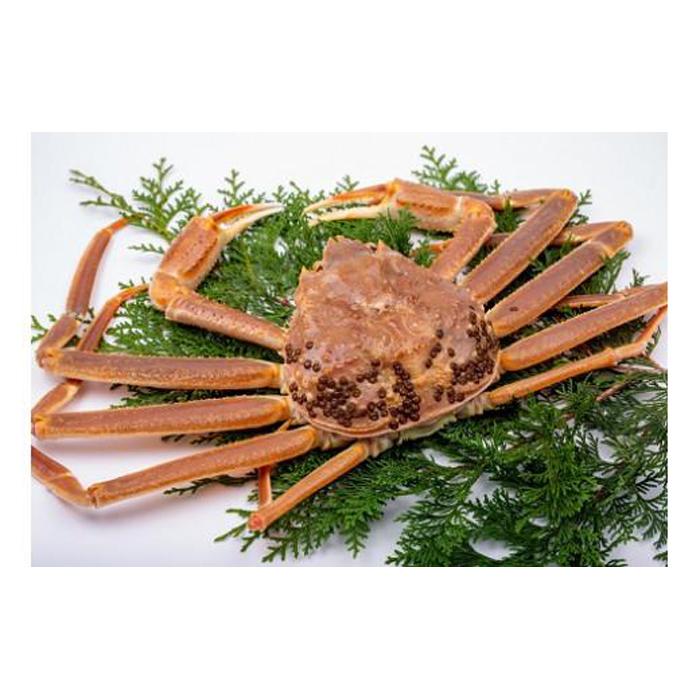 【竹】極選松葉ガニ （ボイル） 600g級 ブランドタグ付（さんチョク）