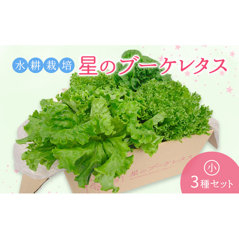 【水耕栽培】星のブーケレタス3種セット（小）（クリスピーレタス 2株、ロメインレタス 1株、リーフレタス 1株）