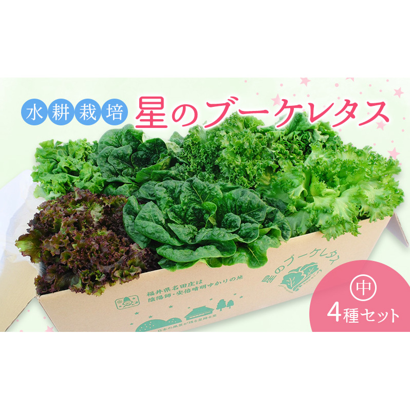 【水耕栽培】星のブーケレタス4種セット(中)(クリスピーレタス 2株、ロメインレタス 2株、リーフレタス 2株、レッドリーフレタス 1株