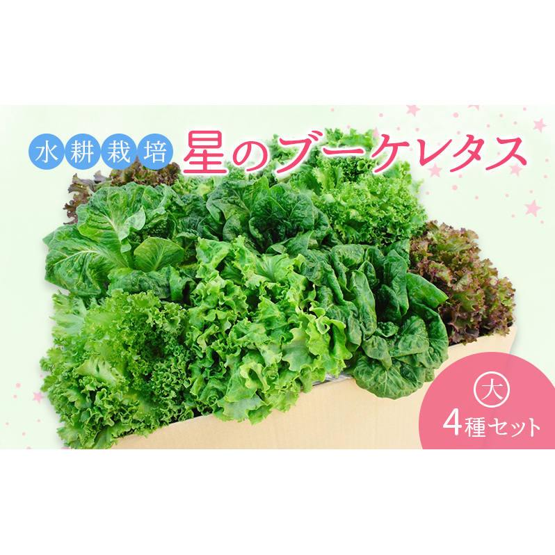 【水耕栽培】星のブーケレタス4種セット(大)(クリスピーレタス 2株、ロメインレタス 2株、リーフレタス 2株、レッドリーフレタス 2株、おまかせレタス 1～2株