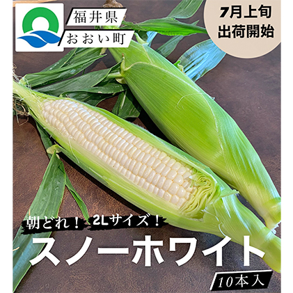 【先行受付 2022年7月出荷】スノーホワイト（ホワイトコーン）10本入り おおい町産 数量限定 とうもろこし 野菜 フルーツコーン 有機肥料 高糖度 