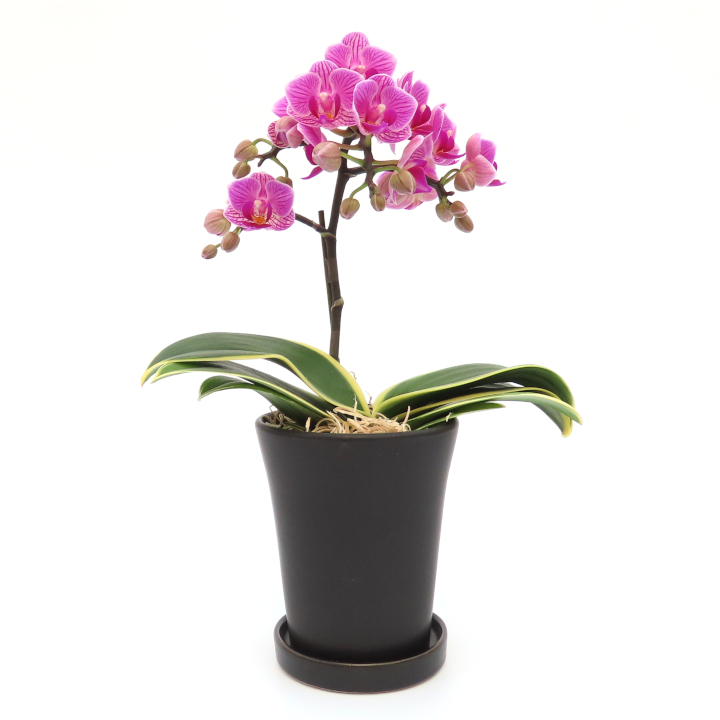 三木市で育てた大和ハウスのミニ胡蝶蘭 COCOLAN ベーシック(1本立ち) 【お花の色お任せ】