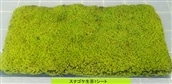 B-168 スナゴケ生苔6シート1セット【北海道・沖縄・離島 配送不可】