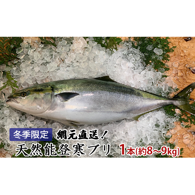 【納品日指定不可】網元直送！天然能登寒ブリ1本（約8～9kg） 魚介類 活〆 ぶり 