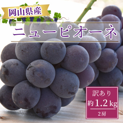 【2026年8月より発送】訳あり家庭用　岡山県産ニューピオーネ約1.2kg(2房)【配送不可地域：離島】【1612618】