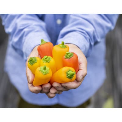 季節のおまかせ野菜セット【配送不可地域:離島】【1643879】
