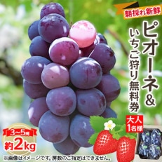 【2026年度発送分】朝採れ新鮮ピオーネ2kg&いちご狩り無料券【配送不可地域:離島・北海道・沖縄】【1030443】