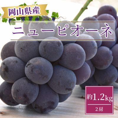 【2026年発送】岡山県産ニューピオーネ約1.2kg(2房)【配送不可地域：離島】【1413100】