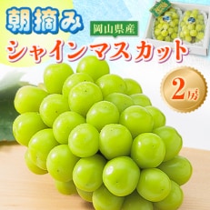 【岡山県産】みずみずしく爽やかな甘さ!朝摘みシャインマスカット 2房セット (1.2～1.5kg)【1433060】