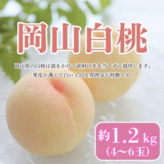 【2025年発送】【8月発送】岡山白桃　約1.2kg(4～6玉)【配送不可地域：離島・北海道・沖縄】【1407727】