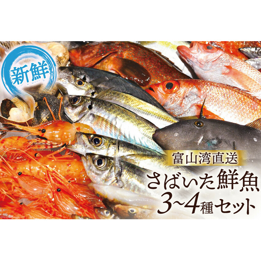 魚 富山湾直送 さばいた鮮魚セット 3~4種 旬 新鮮 鮮魚 刺身 詰め合わせ 産地直送 冷蔵/くろべ漁業協同組合 魚の駅「生地」/富山県 黒部市 海鮮 魚介類 魚介