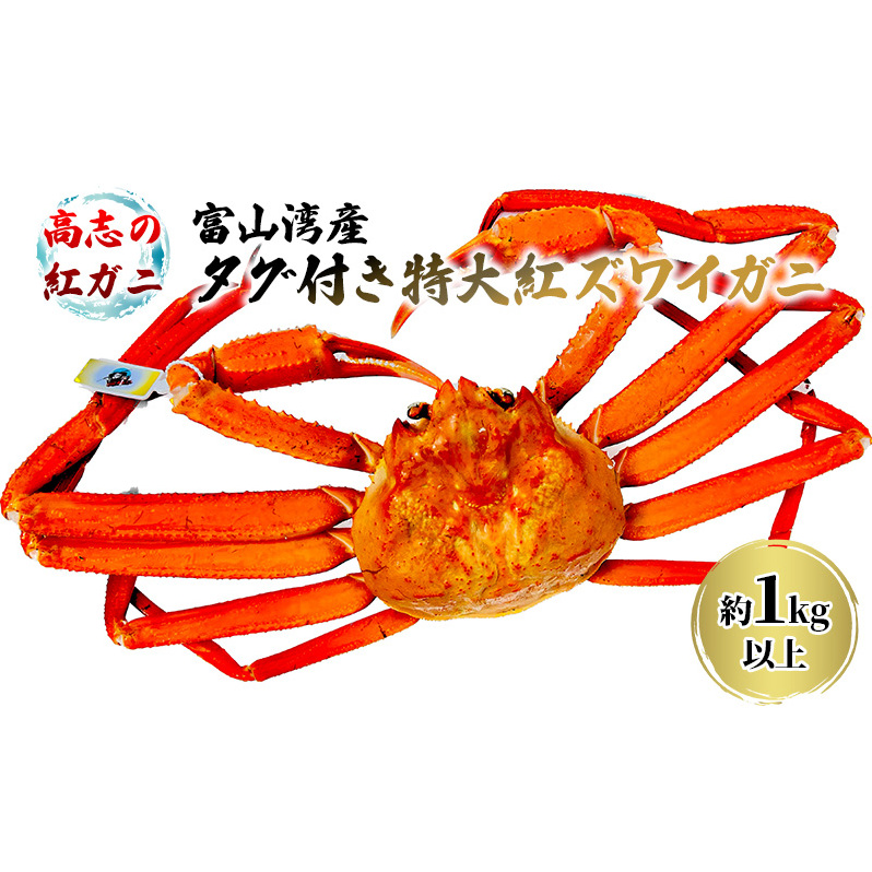 厳選! 高志の紅ガニ 富山湾産タグ付き特大紅ズワイガニ 1kg以上 富山県黒部市/ カニ 贈答 自分にご褒美 漁師直販 恵比須丸 海鮮 鮮度抜群 風味豊か イベント 集まり お祝い 