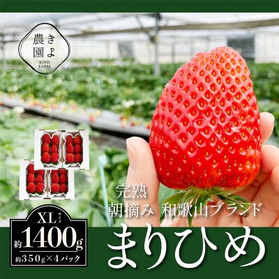 先行受付　大粒まりひめイチゴ　朝摘　6個～11個入×4パック【配送不可地域：離島】【1616659】
