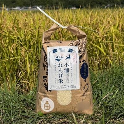 2025年度(令和7年)産!日高町小浦の無洗米「小浦れんげ米」10kg【1680207】