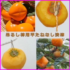 吊るし柿用 生渋柿 ひもセット【 T字軸枝付 or吊るしクリップ付】 約20~30果、4.5~5kg【1293796】